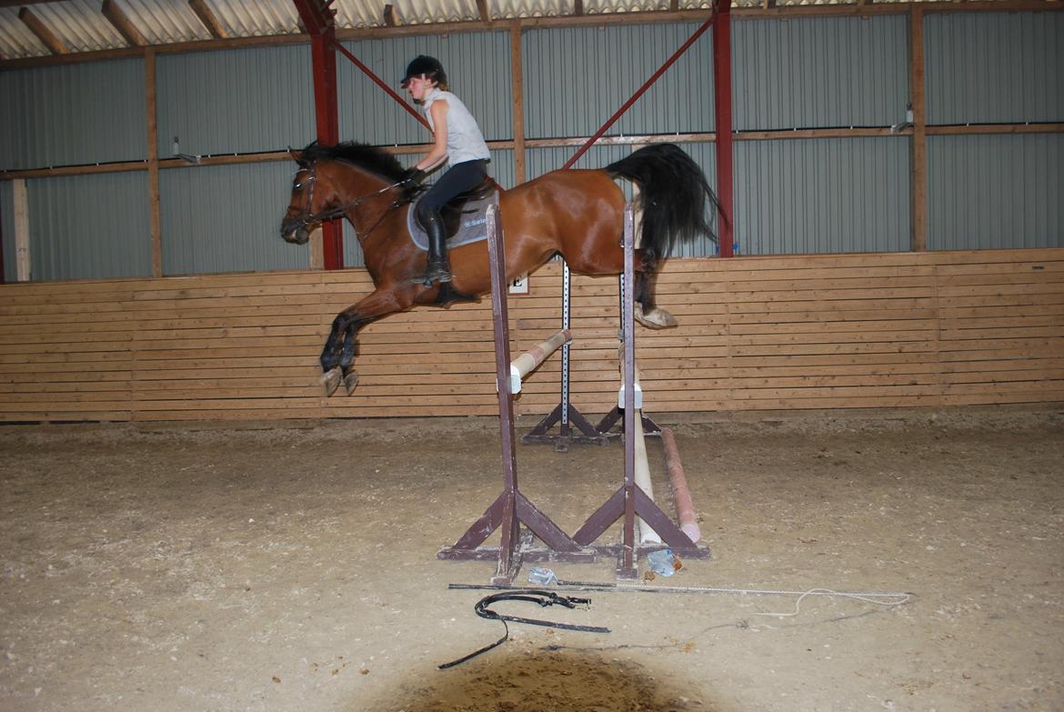 Dansk Varmblod Cherie HS billede 4