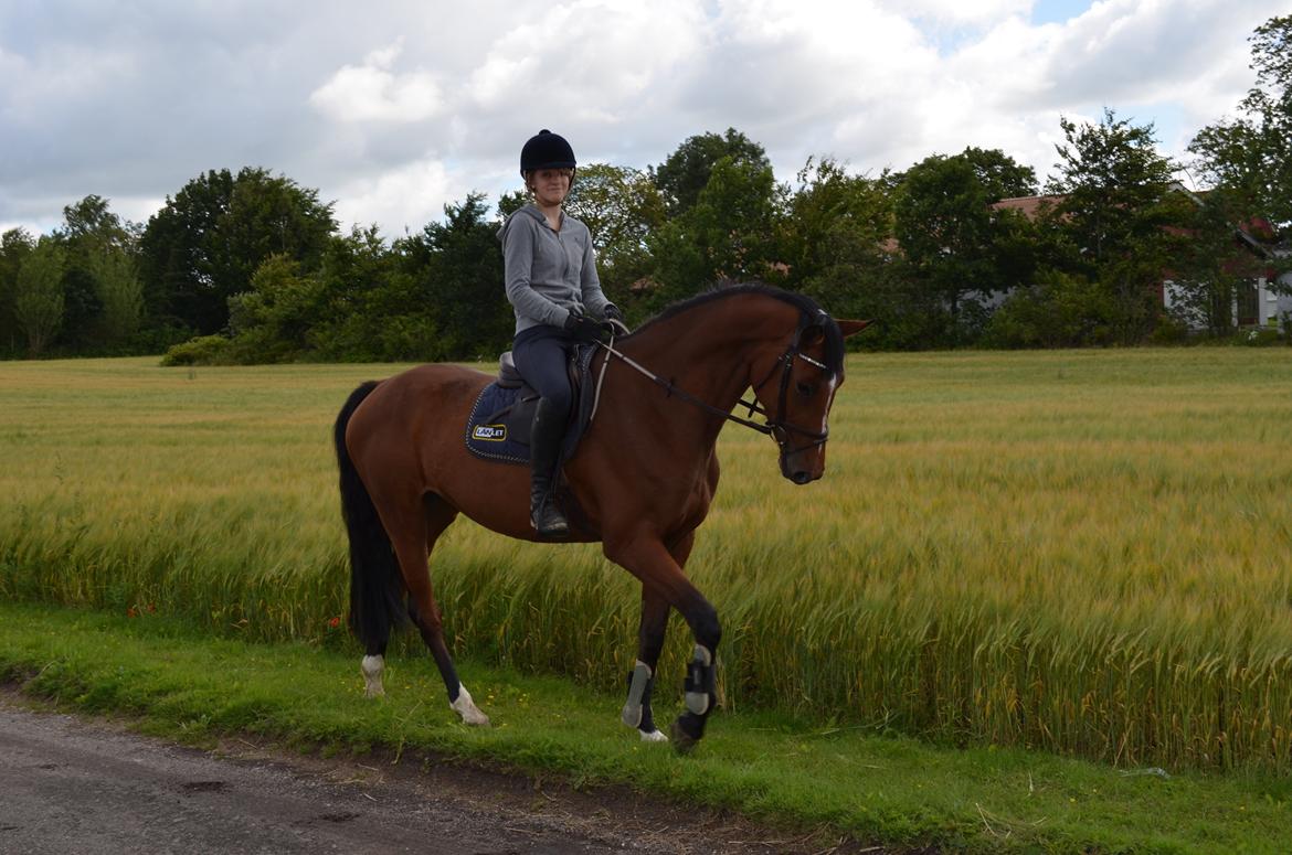 Dansk Varmblod Cherie HS billede 3