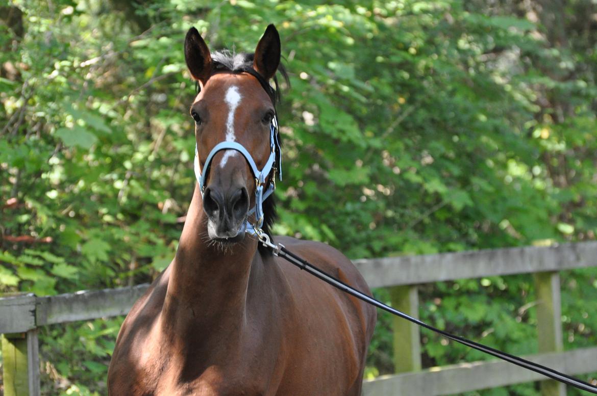 Dansk Varmblod Cherie HS billede 5