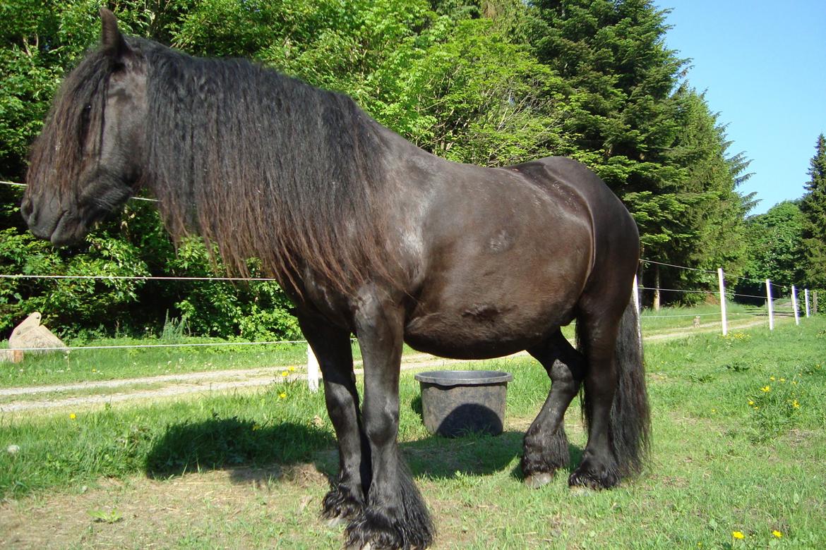 Fell pony Lowlands erin billede 2