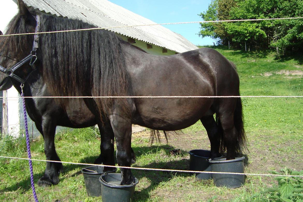 Fell pony Lowlands erin billede 3