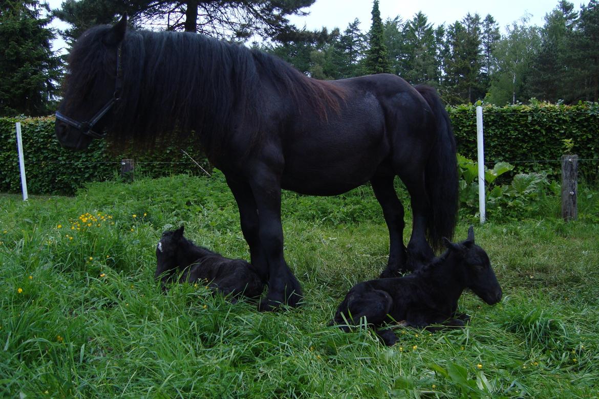 Fell pony Lowlands erin billede 5
