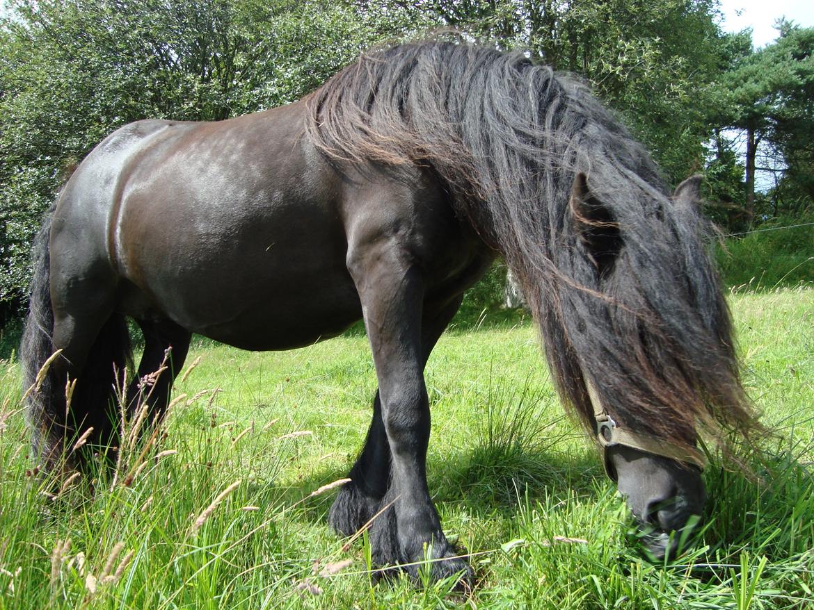 Fell pony Lowlands erin billede 6