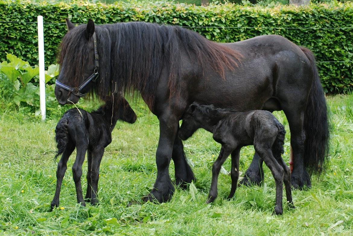 Fell pony Lowlands erin billede 7