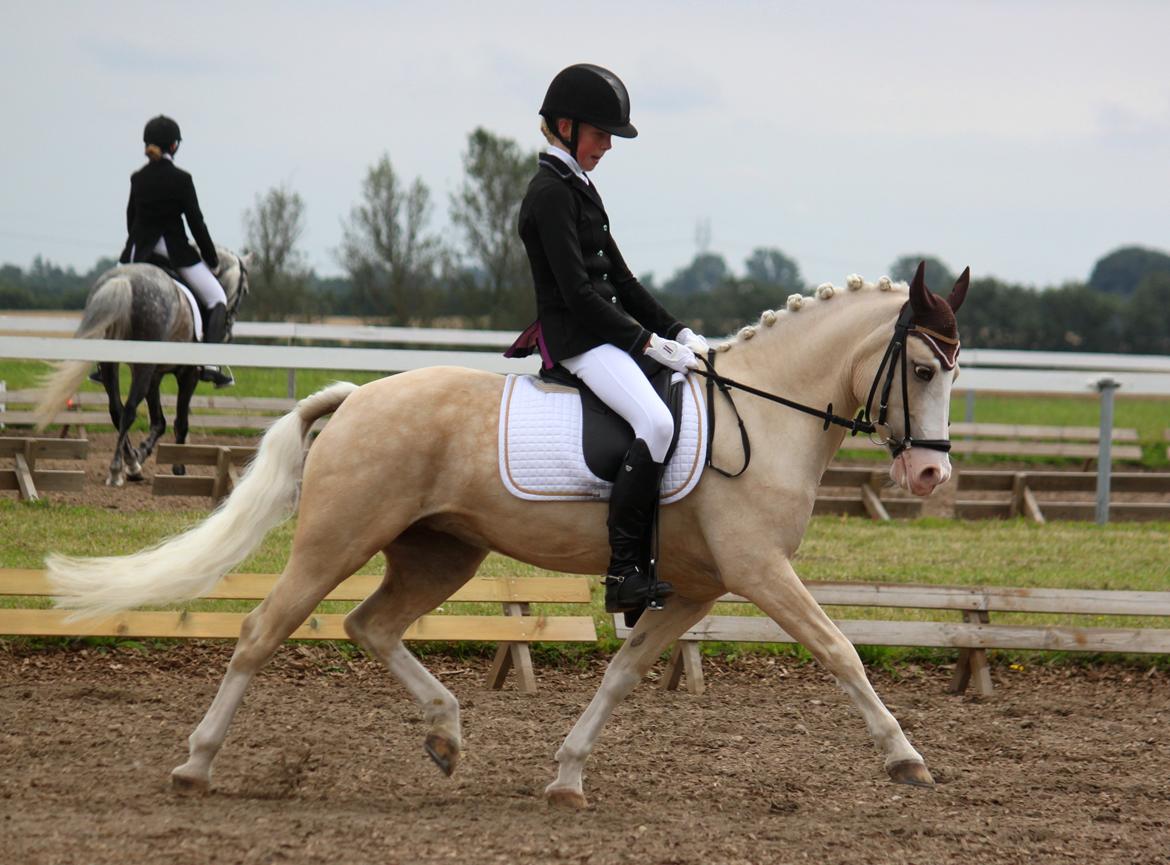 Welsh Pony af Cob-type (sec C) Rosengårdens Nakuma - #6 Louise & Nakuma i en travøgning i LA3! Det blev til en 2. plads! :) D. 4/8-12. Foto: Mig billede 6