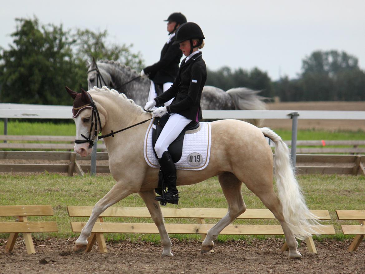 Welsh Pony af Cob-type (sec C) Rosengårdens Nakuma - 12# Louise & Nakuma i LA3 - de fik en 2. plads :) D. 4/8-12. Foto: Mig billede 12