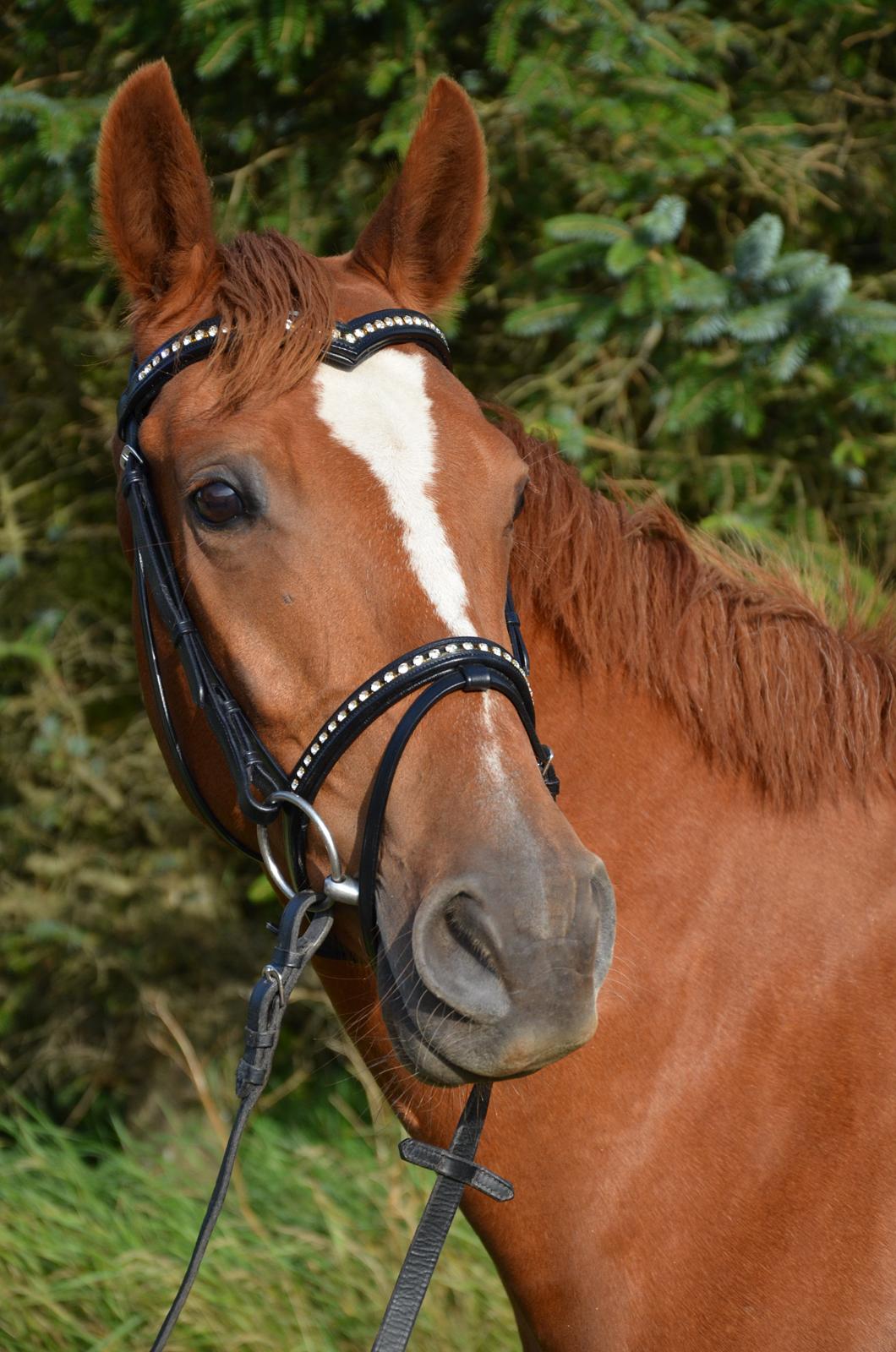 Anden særlig race ¬ DJAPPA THE HOT {Nadas} <3 [Min] - Velkommen! Taget af Anne O.<3 billede 1
