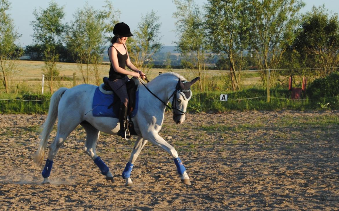 Lipizzaner Tasya billede 19