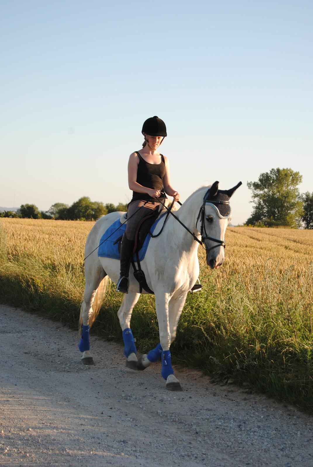 Lipizzaner Tasya billede 20
