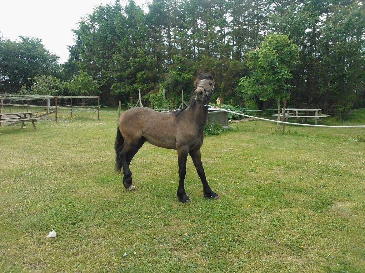 Irish Cob Crossbreed Mammut-the ice age elephant billede 2