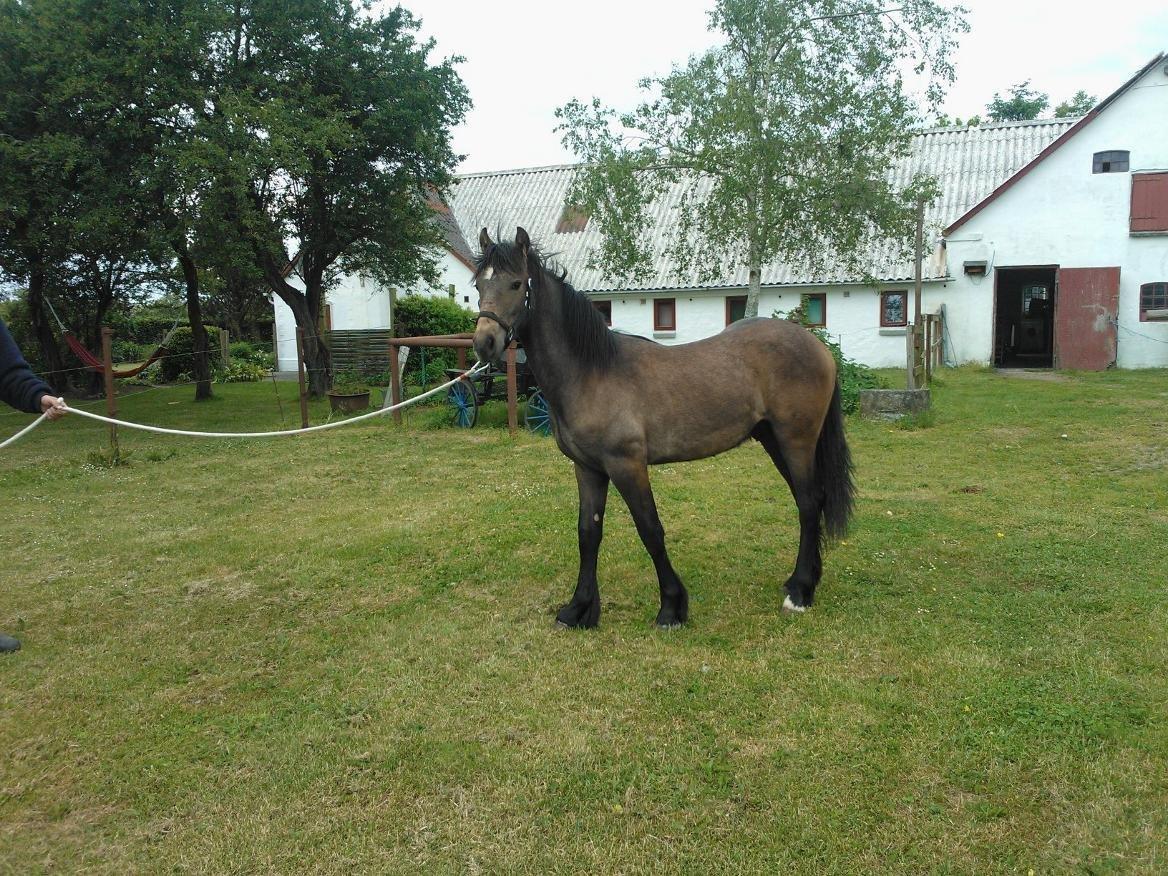 Irish Cob Crossbreed Mammut-the ice age elephant billede 3