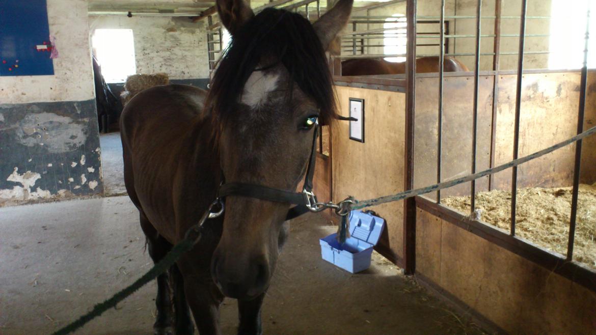 Irish Cob Crossbreed Mammut-the ice age elephant billede 4