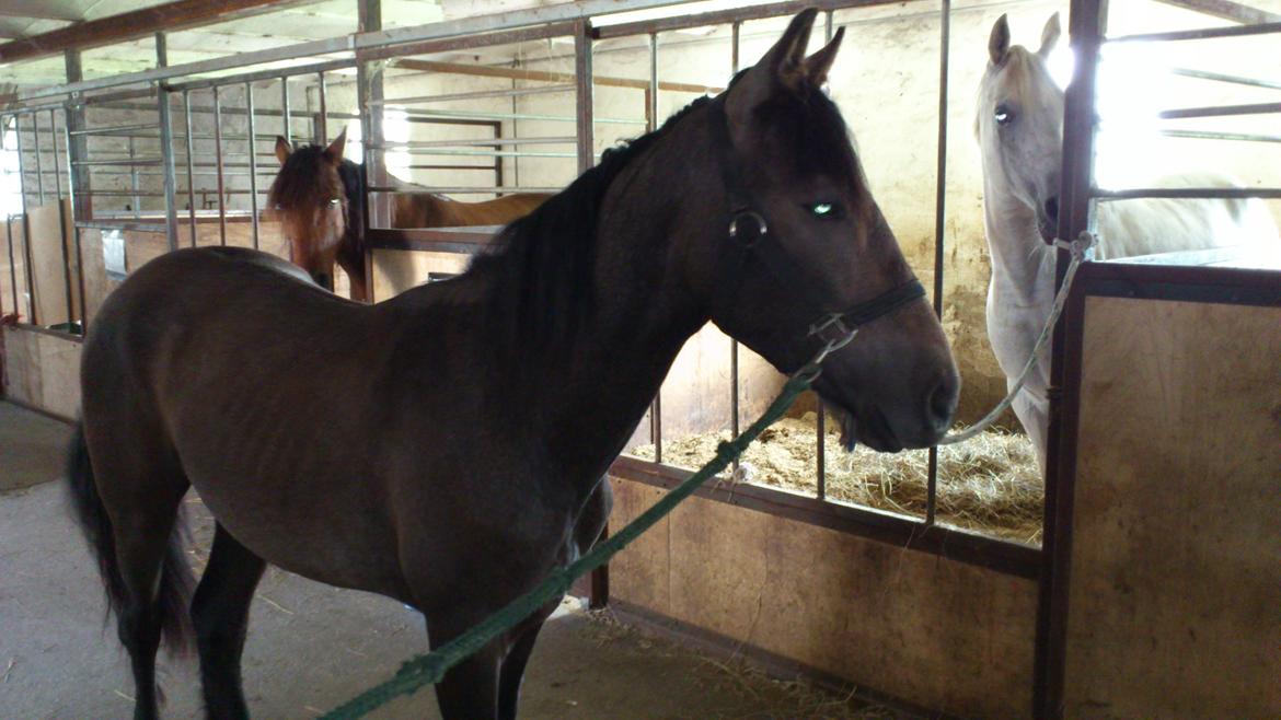 Irish Cob Crossbreed Mammut-the ice age elephant billede 5