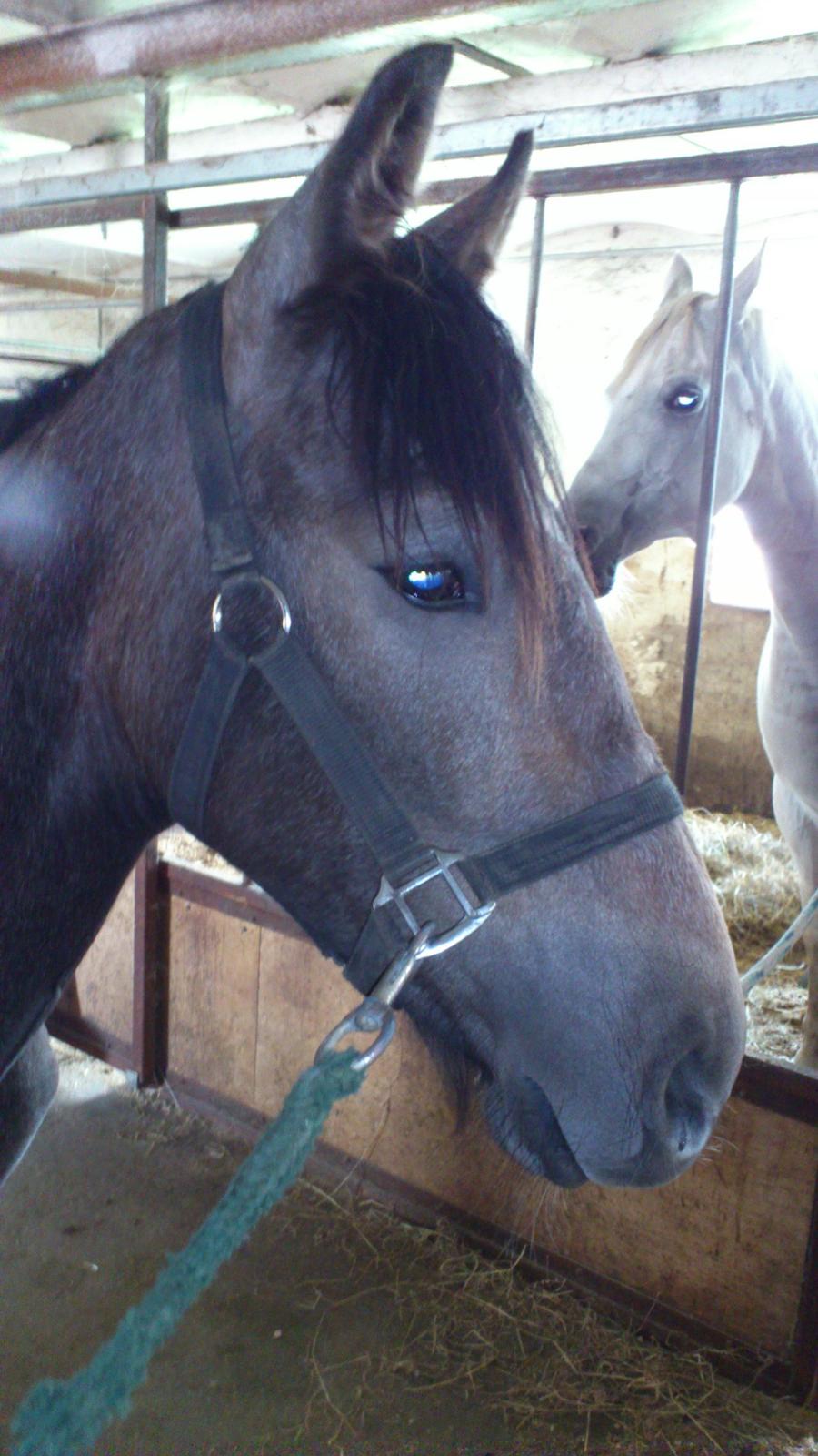 Irish Cob Crossbreed Mammut-the ice age elephant billede 6