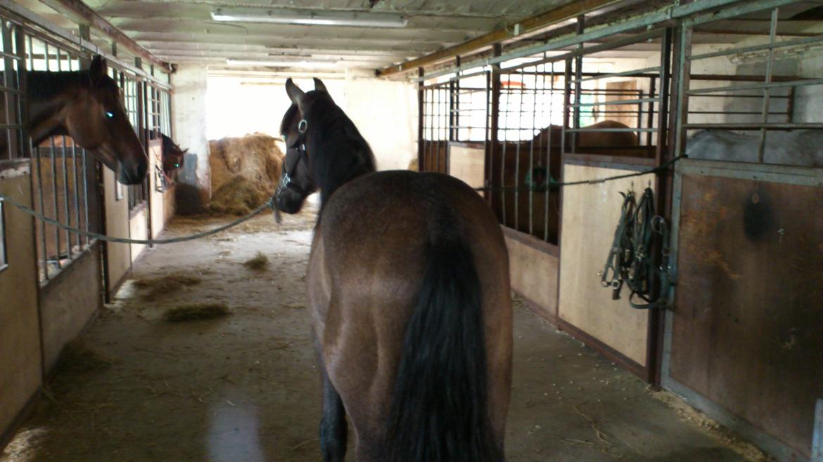 Irish Cob Crossbreed Mammut-the ice age elephant billede 7