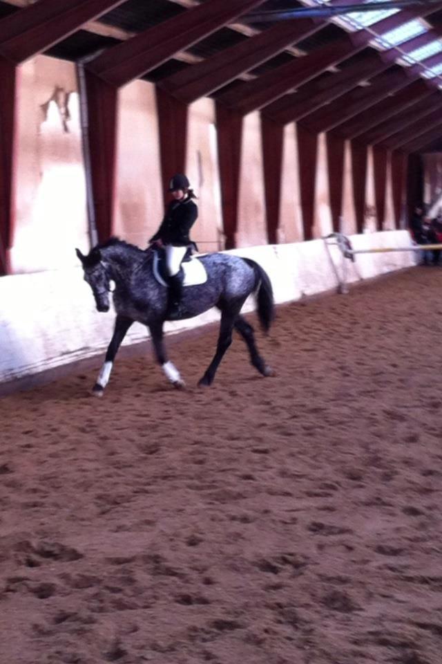 Appaloosa Lagocel (Mickey) - Stævne i Thorsø :) fik en 2. plads. :D<3 billede 4