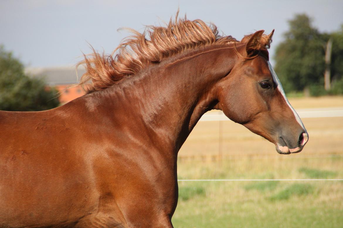 Arabisk fuldblod (OX) teico ox billede 1