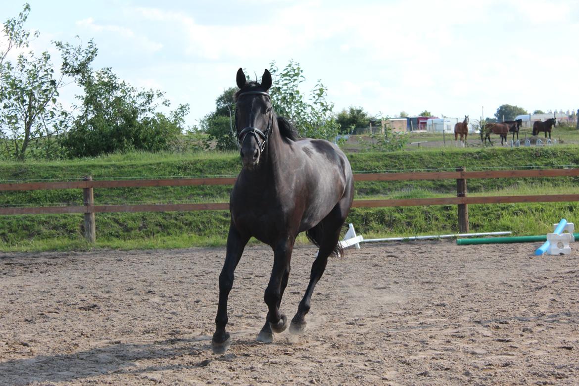 Oldenborg Sorél af Dano billede 2