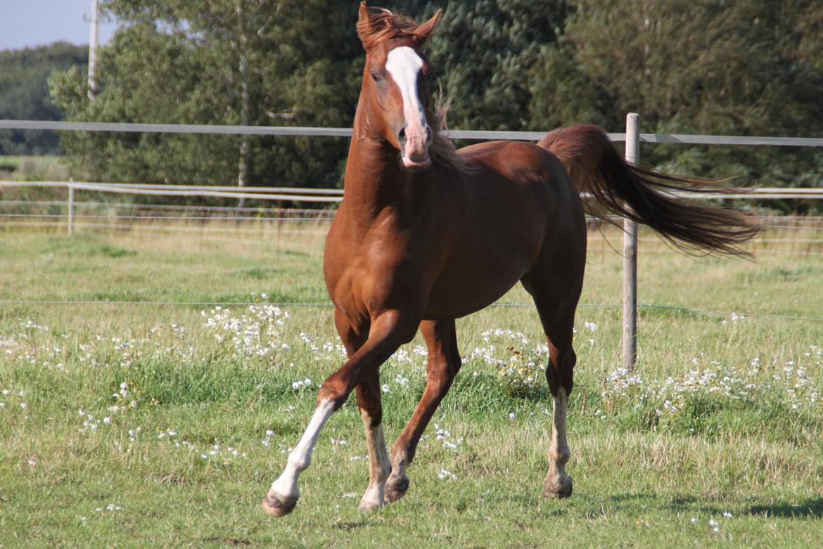 Arabisk fuldblod (OX) teico ox billede 13