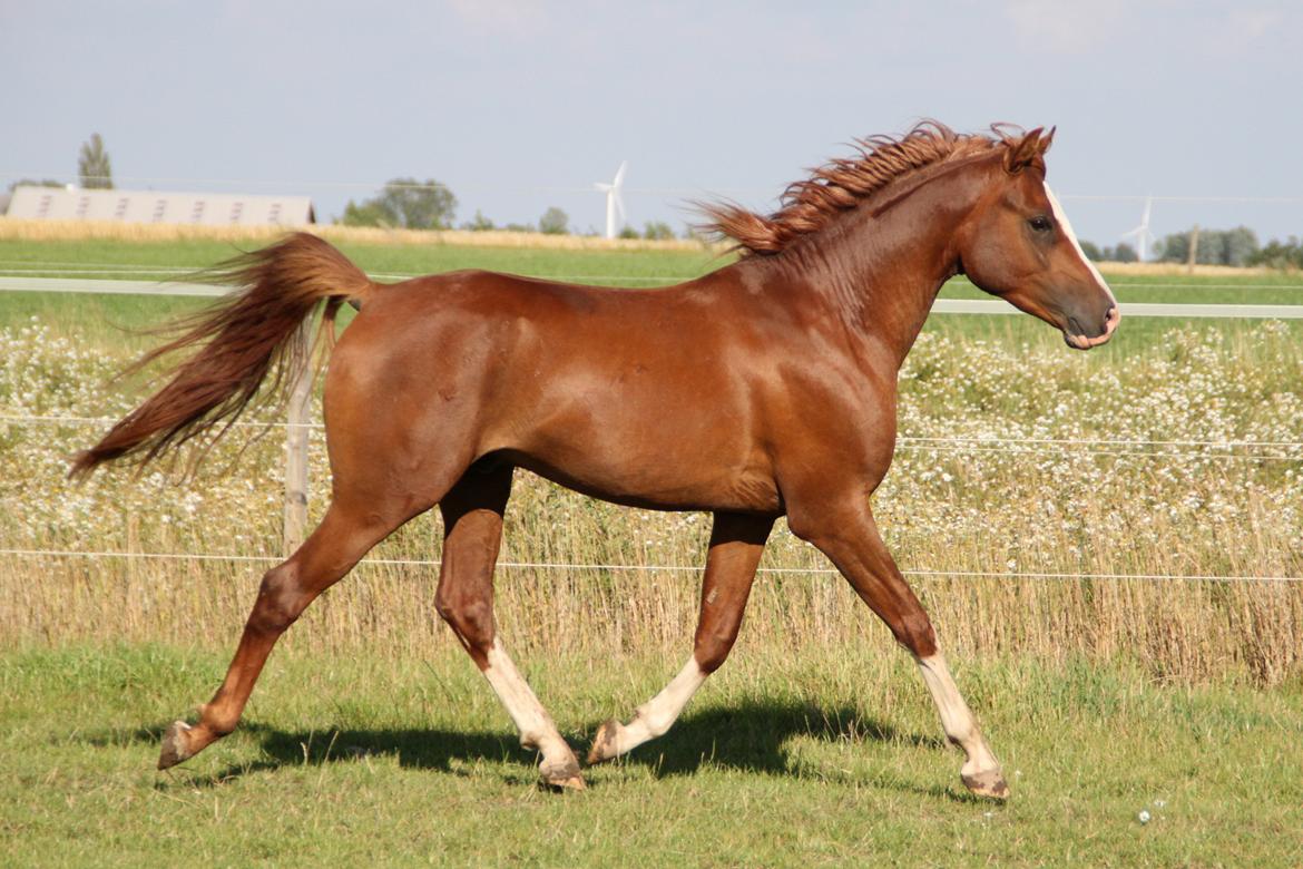 Arabisk fuldblod (OX) teico ox billede 14