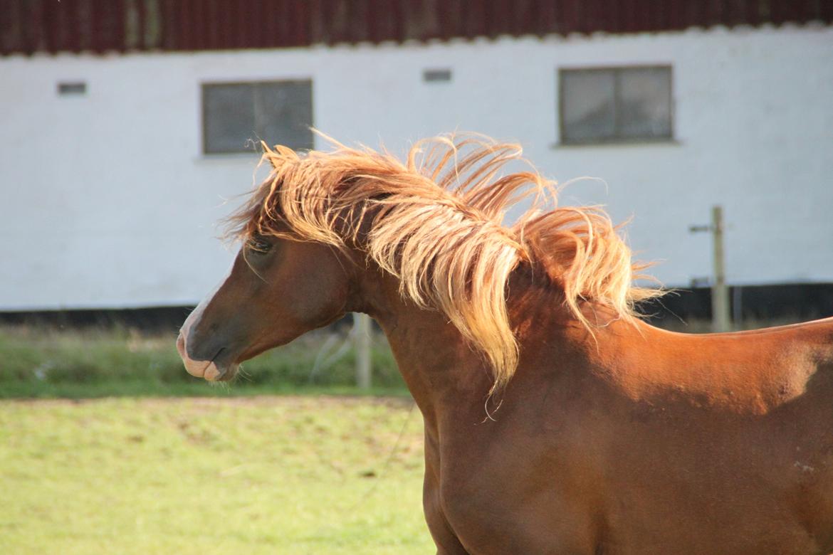 Arabisk fuldblod (OX) teico ox billede 15