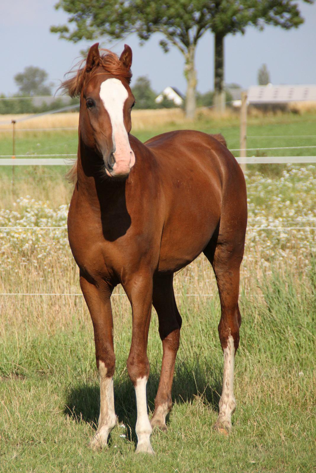 Arabisk fuldblod (OX) teico ox billede 18