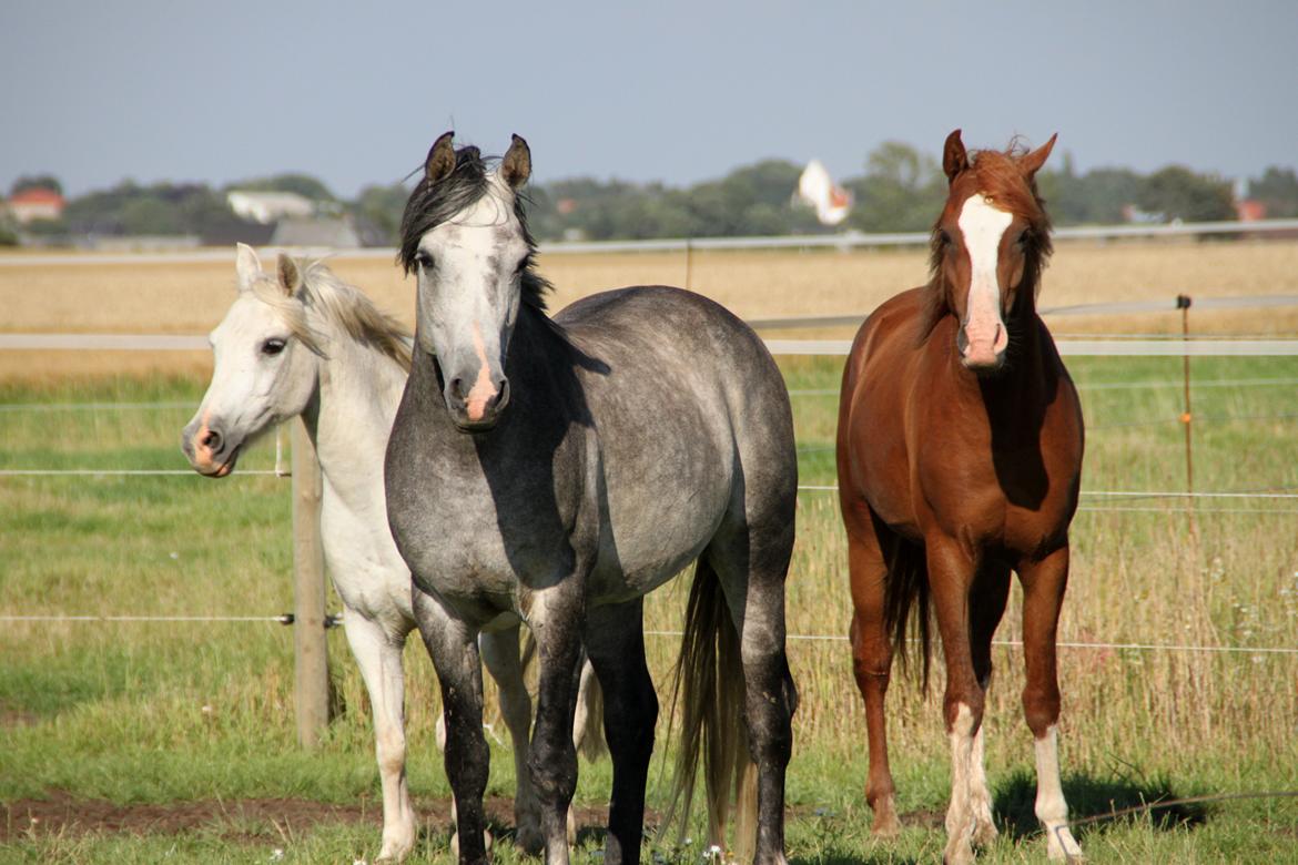 Arabisk fuldblod (OX) teico ox billede 19