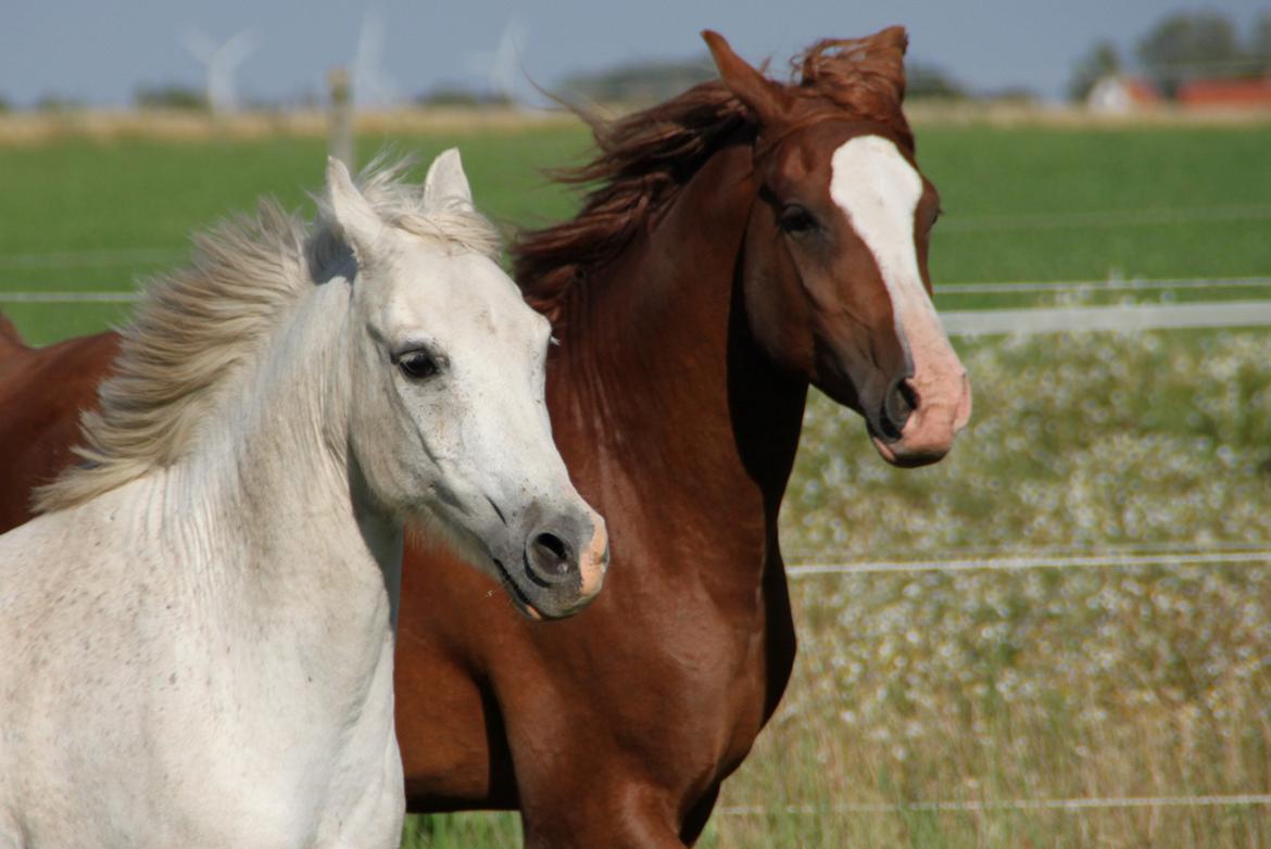 Arabisk fuldblod (OX) teico ox billede 20