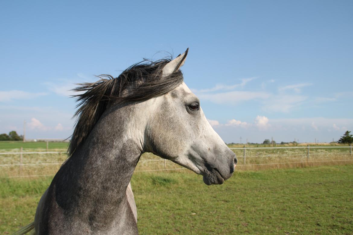 Arabisk fuldblod (OX) tamico ox billede 8