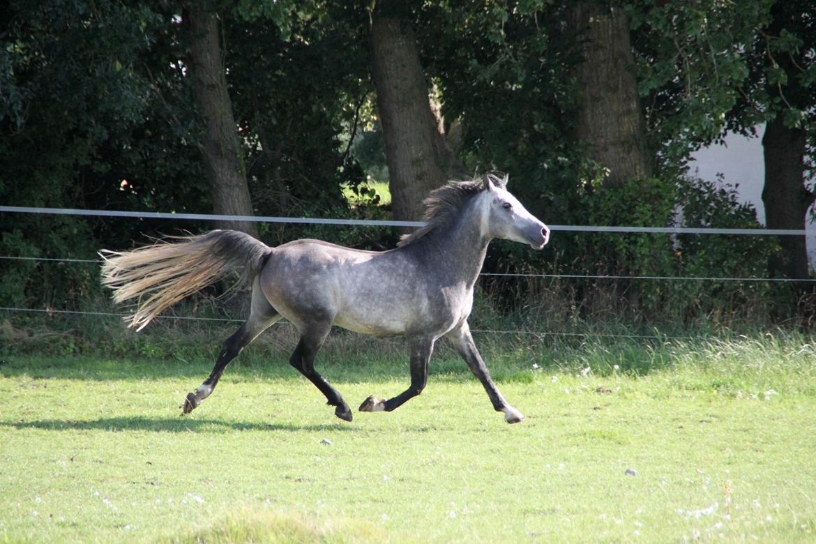 Arabisk fuldblod (OX) tamico ox billede 10