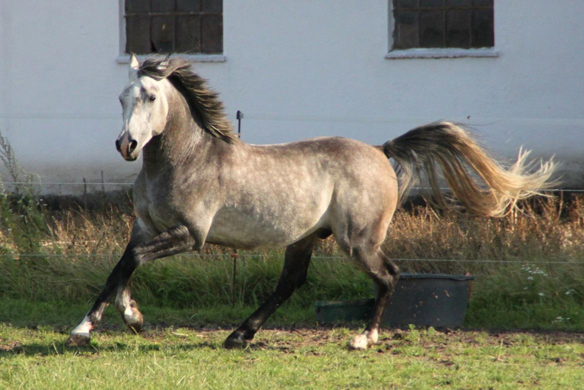 Arabisk fuldblod (OX) tamico ox billede 11