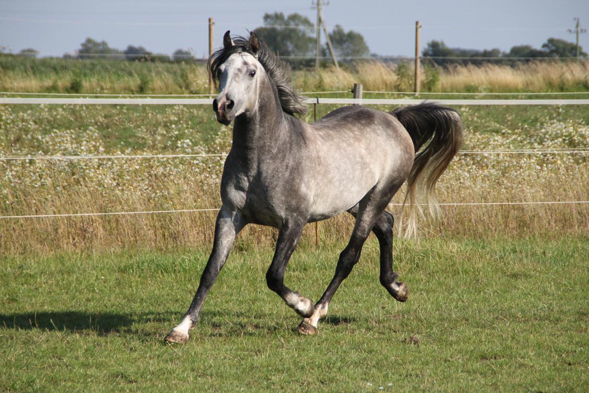 Arabisk fuldblod (OX) tamico ox billede 16