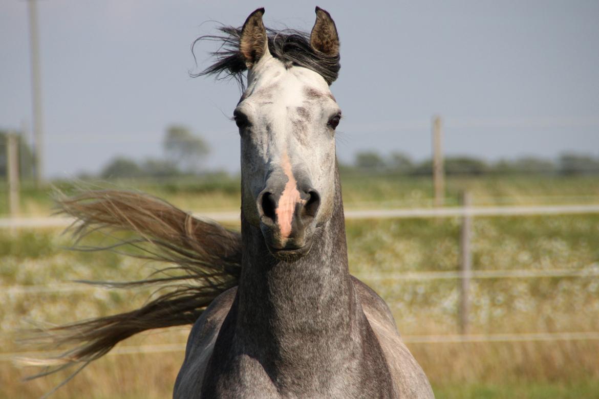 Arabisk fuldblod (OX) tamico ox billede 19