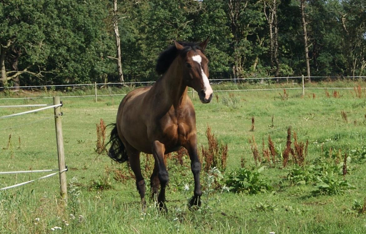 Anden særlig race Duszka (solgt) - Nu kommer jeg! billede 11