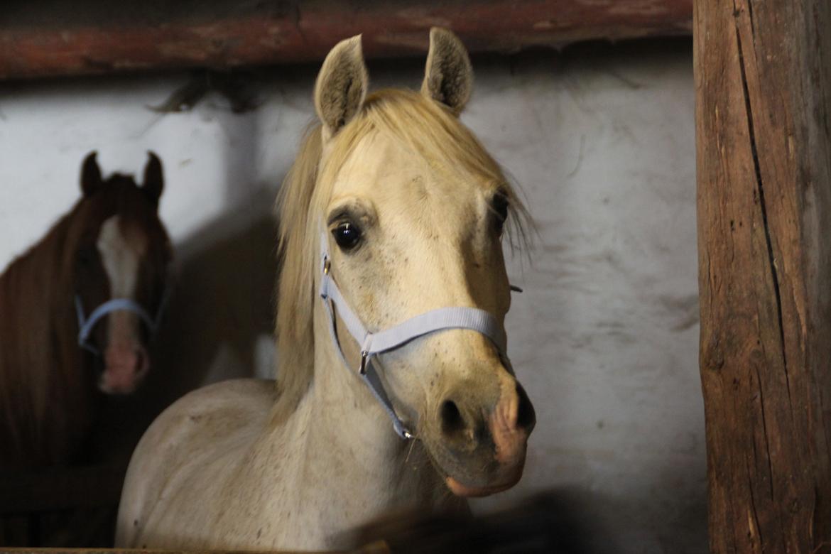 Anden særlig race Mistral billede 1