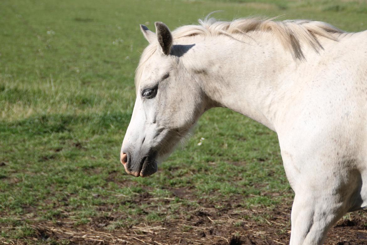 Anden særlig race Mistral billede 2
