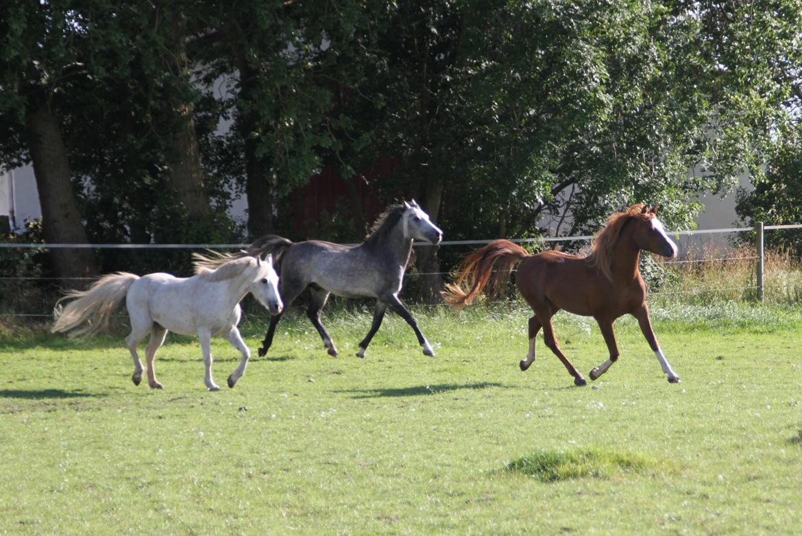 Anden særlig race Mistral billede 3