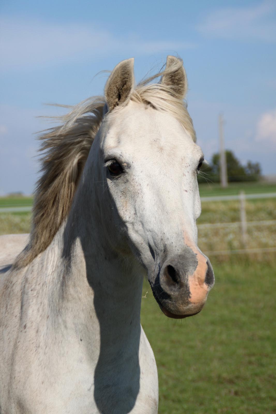 Anden særlig race Mistral billede 4