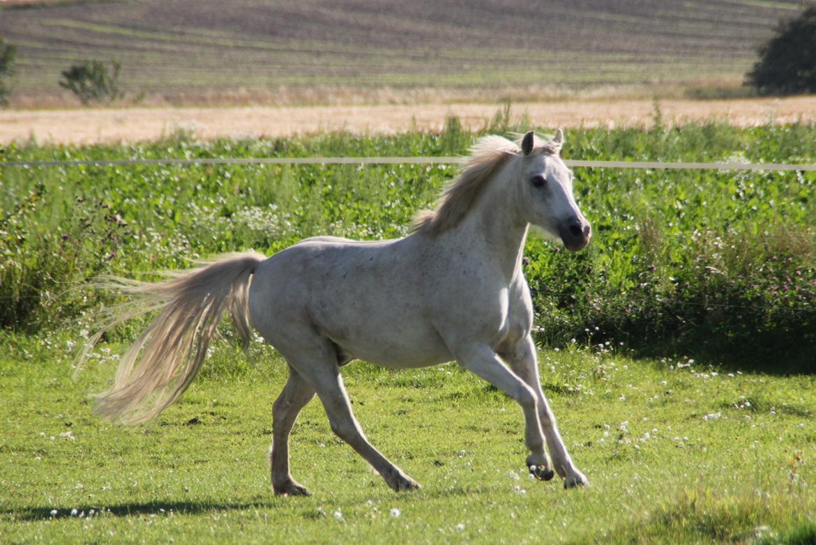 Anden særlig race Mistral billede 7