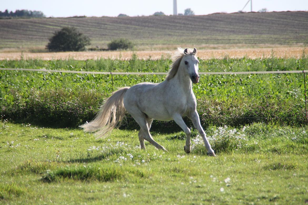 Anden særlig race Mistral billede 8
