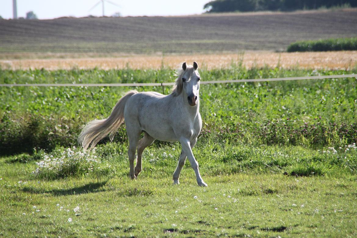 Anden særlig race Mistral billede 9