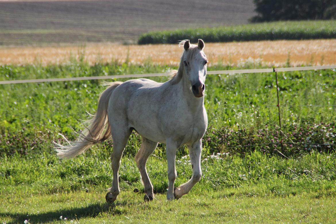 Anden særlig race Mistral billede 10