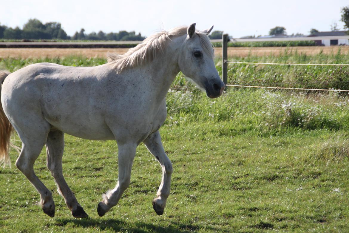Anden særlig race Mistral billede 11