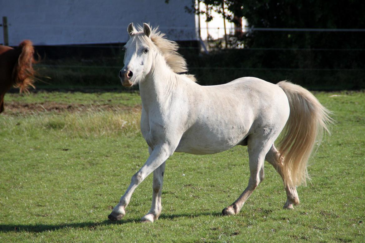 Anden særlig race Mistral billede 12