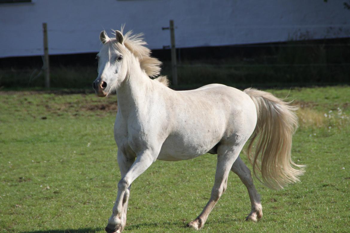 Anden særlig race Mistral billede 13
