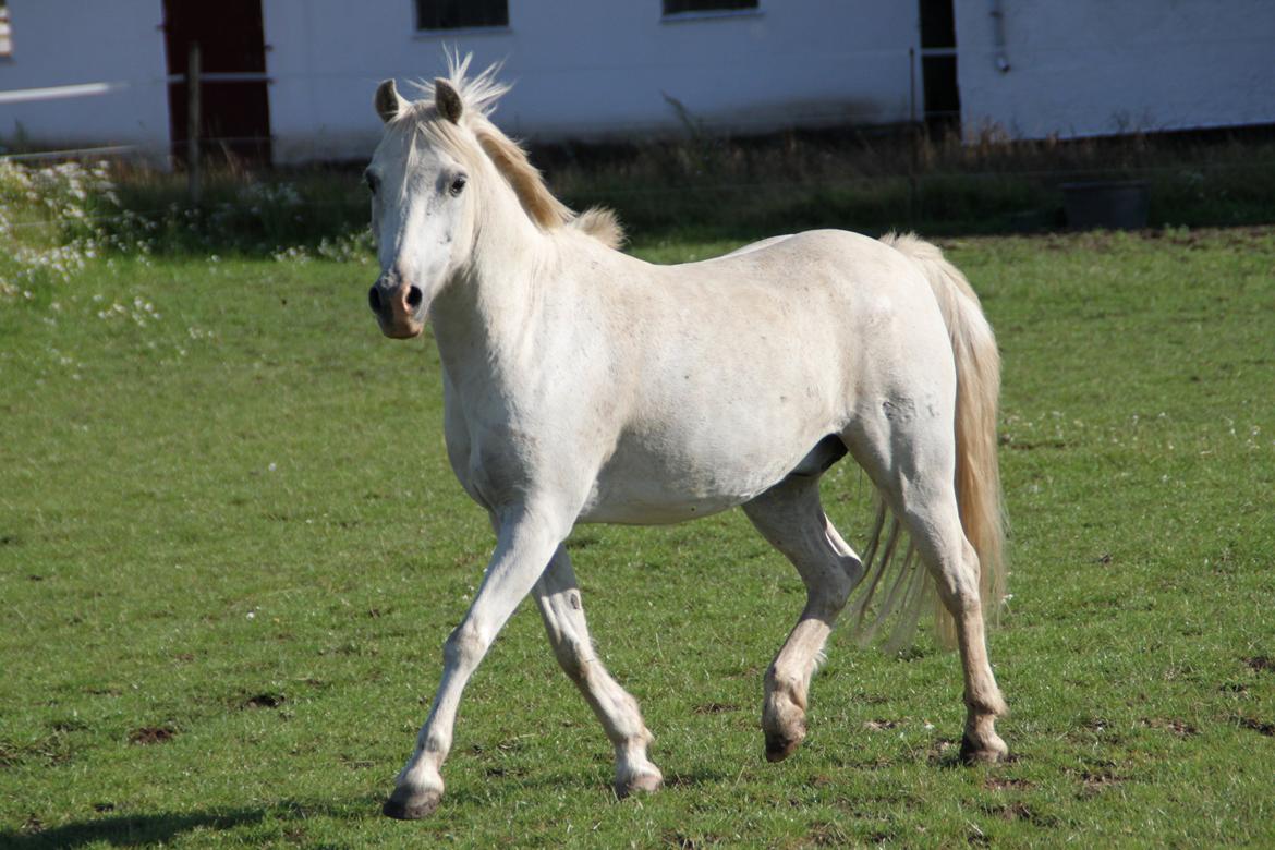 Anden særlig race Mistral billede 14