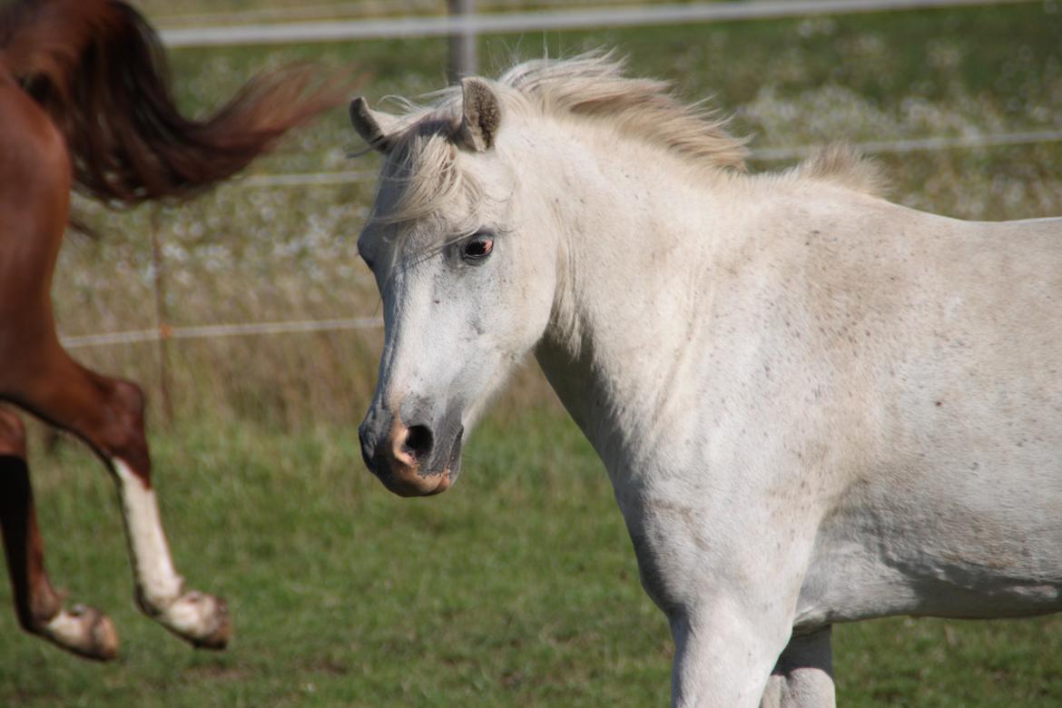 Anden særlig race Mistral billede 15