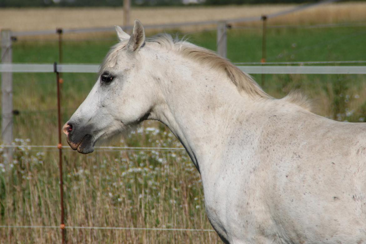 Anden særlig race Mistral billede 16
