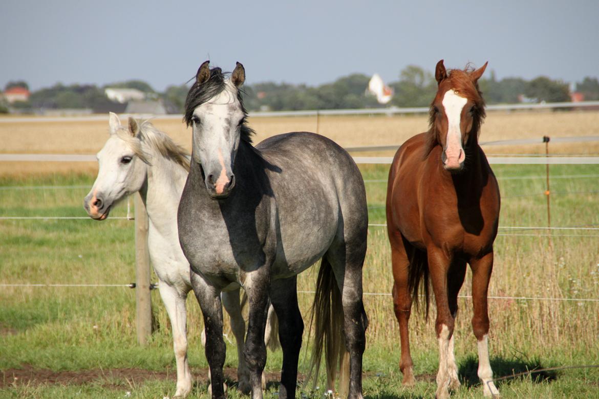 Anden særlig race Mistral billede 17
