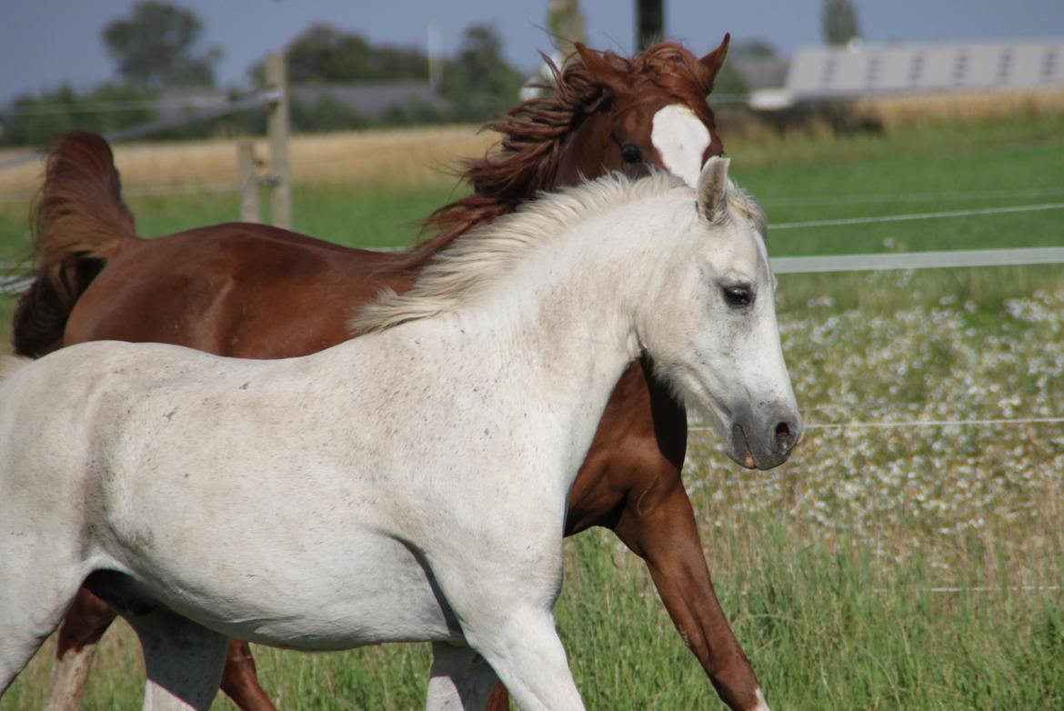Anden særlig race Mistral billede 18